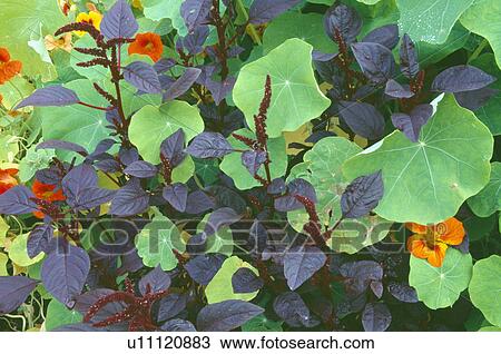 Close-up of dark red leaves with green leaves and orange flowers of nasturtium View Large Photo Image Stock Image - Close-up of dark red leaves with green leaves and orange flowers of nasturtium. Fotosearch
