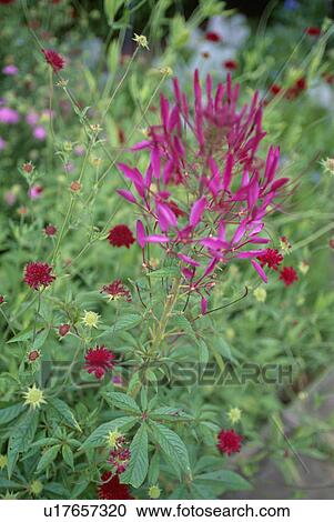 Close-up of deep pink cleome View Large Photo Image Stock Image - Close-up of deep pink cleome. Fotosearch