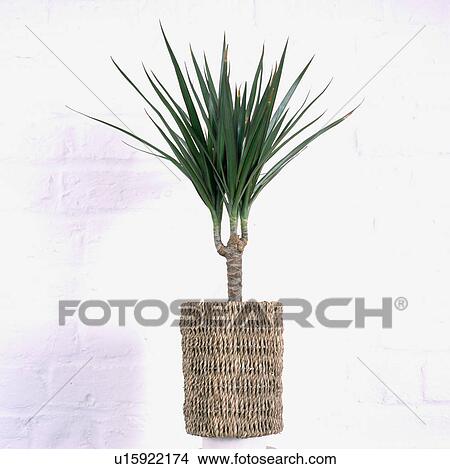 Picture - Close-up of dracaena plant in seagrass basket. Fotosearch