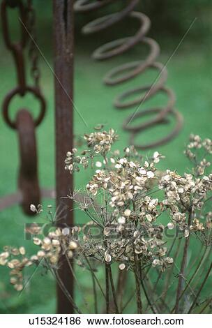 Close-up of dried cow-parsley seed heads with novelty metal ornament View Large Photo Image Stock Photograph - Close-up of dried cow-parsley seed heads with novelty metal ornament. Fotosearch