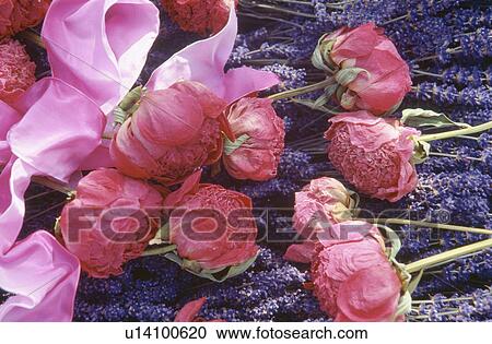 Close-up of dried red roses and sprigs of lavender View Large Photo Image Stock Image - Close-up of dried red roses and sprigs of lavender. Fotosearch