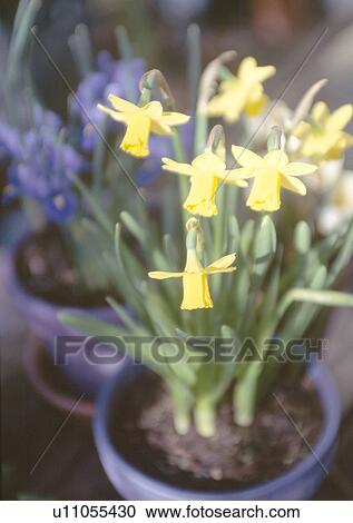 Close up of dwarf daffodils in blue pot View Large Photo Image Stock Image - Close up of dwarf daffodils in blue pot. Fotosearch