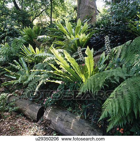 Close-up of ferns in shady woodland garden border View Large Photo Image Stock Photograph - Close-up of ferns in shady woodland garden border. Fotosearch