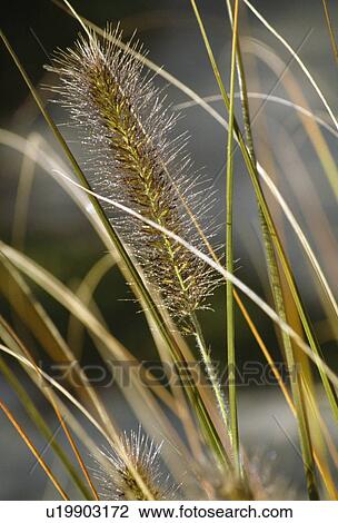 Close up of flowerhead and stems of fountain grass in autumn. View Large Photo Image Stock Image - Close up of flowerhead and stems of fountain grass in autumn.. Fotosearch