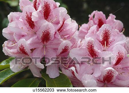 Stock Image - Close up of flowerheads of a rhododendron- pale pink with a prominent red blotch.. Fotosearch