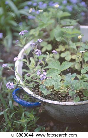 Close-up of forget-me-nots and strawberry plants in old blue saucepan View Large Photo Image Picture - Close-up of forget-me-nots and strawberry plants in old blue saucepan. Fotosearch