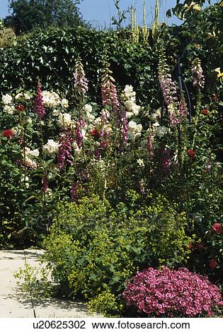 Stock Image - Close-up of foxgloves with Lady's mantle and white roses in summer garden border. Fotosearch
