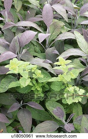 Stock Image - Close-up of fragrant verbena with sage. Fotosearch