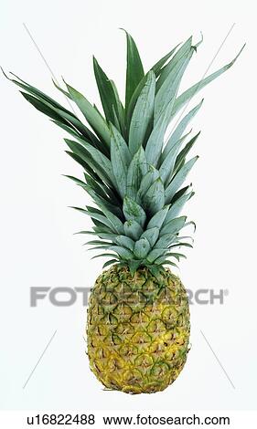 Close-up of fresh pineapple View Large Photo Image Stock Photo - Close-up of fresh pineapple. Fotosearch
