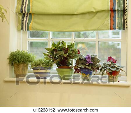Close-up of green and flowering houseplants on windowsill below green blind View Large Photo Image Stock Image - Close-up of green and flowering houseplants on windowsill below green blind. Fotosearch
