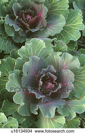 Close-up of green cabbages View Large Photo Image Picture - Close-up of green cabbages. Fotosearch