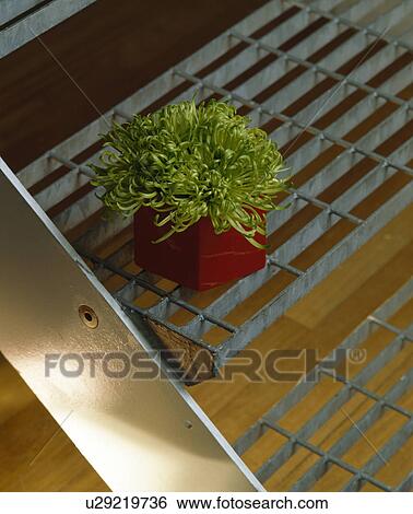 Stock Photograph - Close-up of green chrysanthemum flower on metal stairs. Fotosearch