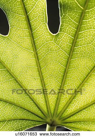Stock Image - Close-up of green leaf. Fotosearch