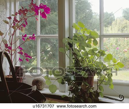 Close-up of green-leaved and red-leaved houseplants on kitchen window-sill with view of garden View Large Photo Image Stock Photo - Close-up of green-leaved and red-leaved houseplants on kitchen window-sill with view of garden. Fotosearch