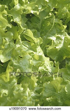 Close-up of green lettuces View Large Photo Image Stock Image - Close-up of green lettuces. Fotosearch