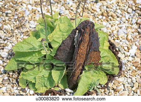 Stock Image - Close-up of green plant and piece of metal. Fotosearch