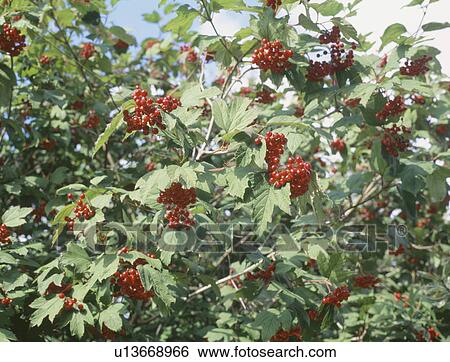 Close up of guelder rose bush with red berries View Large Photo Image Stock Photograph - Close up of guelder rose bush with red berries. Fotosearch