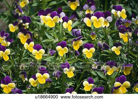 Stock Image -  Close up of heartsease-wild pansy.. Fotosearch