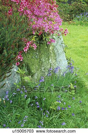 Close up of heather and an azelea on a rock ledge underplanted with bluebells. View Large Photo Image Stock Image - Close up of heather and an azelea on a rock ledge underplanted with bluebells.. Fotosearch