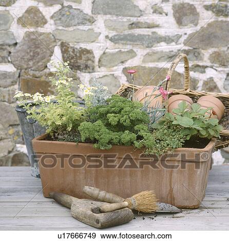 Close-up of herbs in terracotta planter on table with hand-trowel and small brush View Large Photo Image Stock Photo - Close-up of herbs in terracotta planter on table with hand-trowel and small brush. Fotosearch