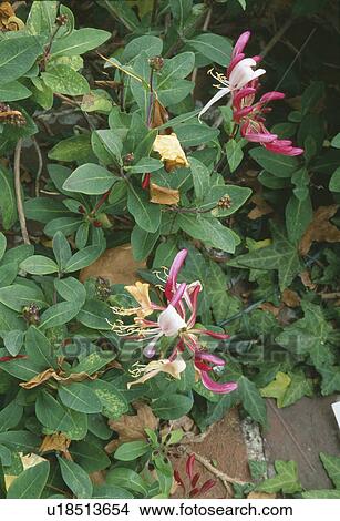 Picture - Close-up of honeysuckle&#10; &#10;. Fotosearch