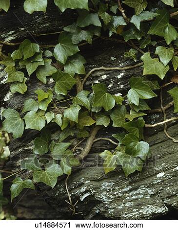 Stock Image -  Close up of ivy growing on rock.. Fotosearch