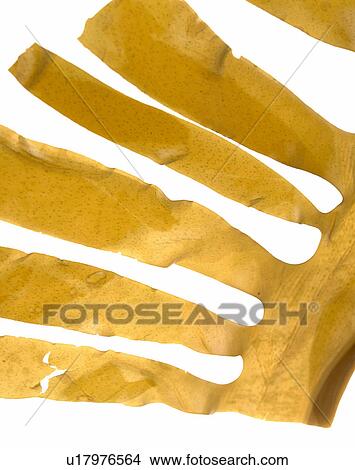 Close-up of Japanese dried "Wakame" seaweed View Large Photo Image Picture - Close-up of Japanese dried "Wakame" seaweed. Fotosearch