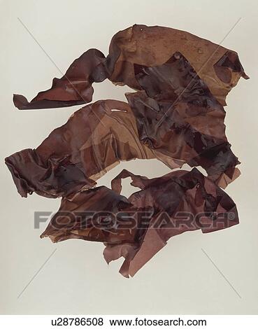 Stock Photo - Close-up of Japanese "Dulse" seaweed. Fotosearch