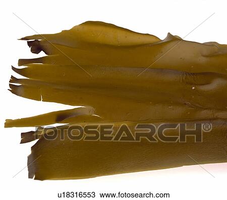 Close-up of Japanese "Kombu" seaweed View Large Photo Image Stock Image - Close-up of Japanese "Kombu" seaweed. Fotosearch