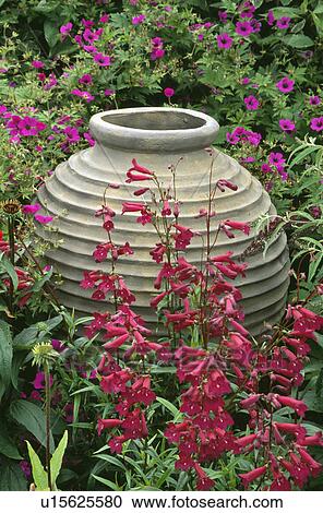 Close-up of large pithoi pot in summer border with red penstemon and pink geranium psilostemon View Large Photo Image Stock Image - Close-up of large pithoi pot in summer border with red penstemon and pink geranium psilostemon. Fotosearch