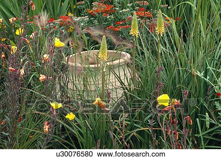 Close-up of large terracotta pot in summer garden border with yellow kniphofia and evening primrose View Large Photo Image Stock Image - Close-up of large terracotta pot in summer garden border with yellow kniphofia and evening primrose. Fotosearch