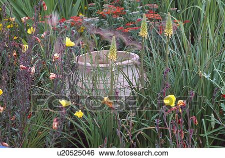 Close-up of large terracotta pot in summer garden border with yellow kniphofia and evening primrose View Large Photo Image Stock Photograph - Close-up of large terracotta pot in summer garden border with yellow kniphofia and evening primrose. Fotosearch