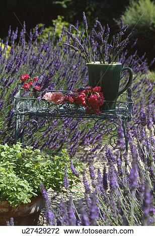 Close-up of lavender in borders surrounding roses and jug on metal table in summer garden View Large Photo Image Stock Image - Close-up of lavender in borders surrounding roses and jug on metal table in summer garden . Fotosearch