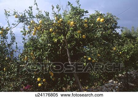 Close-up of lemon tree View Large Photo Image Stock Photography - Close-up of lemon tree. Fotosearch
