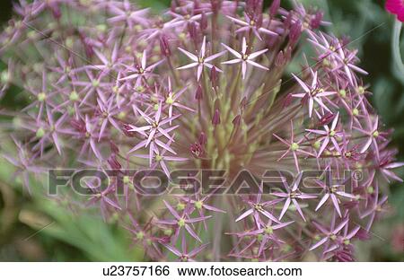 Stock Photograph - Close-up of mauve allium flower. Fotosearch