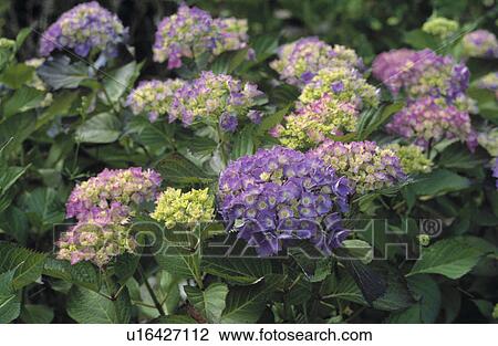 Stock Image - Close up of mauve mop-head hydrangea. Fotosearch