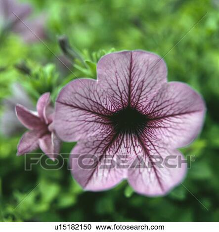 Close-up of mauve surfinia View Large Photo Image Stock Image - Close-up of mauve surfinia. Fotosearch