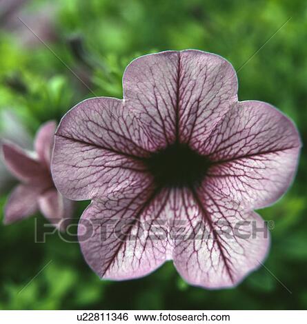 Stock Photograph - Close-up of mauve surfinia. Fotosearch