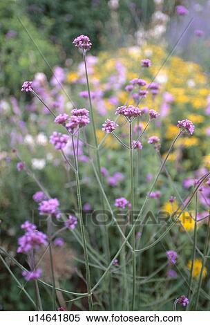 Close-up of mauve verbena "bonariensis" View Large Photo Image Stock Photography - Close-up of mauve verbena "bonariensis". Fotosearch
