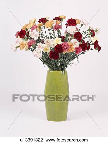 Close-up of multi-coloured carnations in green ceramic vase View Large Photo Image Stock Image - Close-up of multi-coloured carnations in green ceramic vase. Fotosearch