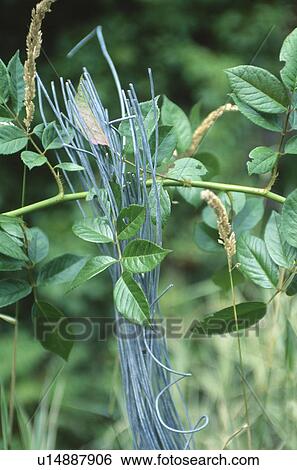 Close-up of novelty sculpture of blue painted twigs with fresh green leaves View Large Photo Image Stock Photograph - Close-up of novelty sculpture of blue painted twigs with fresh green leaves. Fotosearch