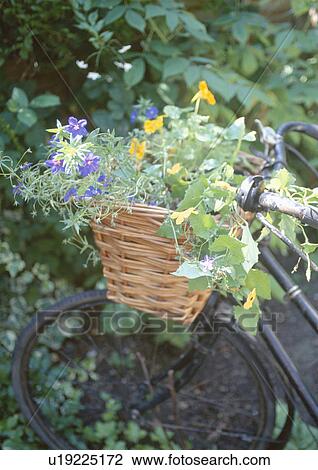 Close up of old bicycle with basket planted with yellow nasturtiums and blue brachysome View Large Photo Image Stock Image - Close up of old bicycle with basket planted with yellow nasturtiums and blue brachysome. Fotosearch