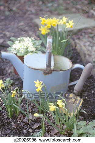 Close-up of old blue watering can with yellow miniature daffodils View Large Photo Image Stock Photograph - Close-up of old blue watering can with yellow miniature daffodils. Fotosearch