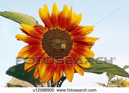 Close-up of orange and yellow sunflower View Large Photo Image Stock Image - Close-up of orange and yellow sunflower. Fotosearch