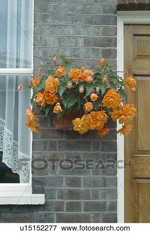 Close-up of orange begonias in hanging basket on wall of small house View Large Photo Image Stock Photo - Close-up of orange begonias in hanging basket on wall of small house. Fotosearch