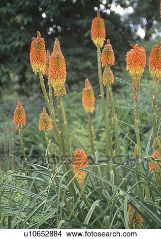 Close-up of orange knifophia View Large Photo Image Picture - Close-up of orange knifophia. Fotosearch