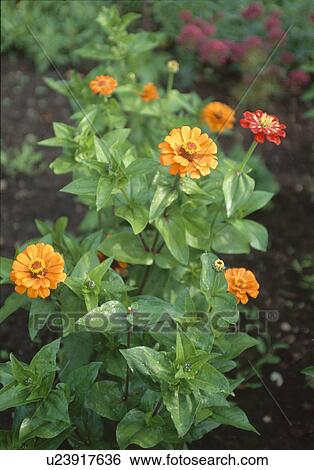 Stock Photograph - Close-up of orange marigolds. Fotosearch