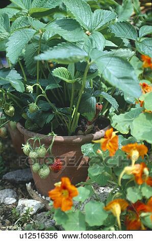 Close-up of orange nasturtiums and strawberries in terracotta pot View Large Photo Image Stock Photograph - Close-up of orange nasturtiums and strawberries in terracotta pot. Fotosearch