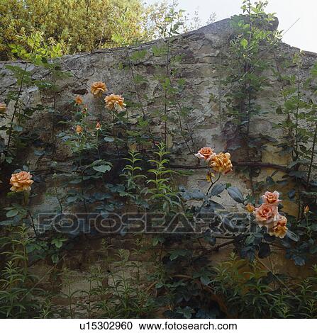 Close-up of orange roses against old stone wall View Large Photo Image Stock Image - Close-up of orange roses against old stone wall. Fotosearch