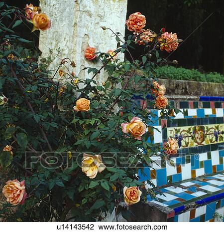 Stock Image - Close-up of orange roses beside Spanish-style ceramic tiled bench. Fotosearch